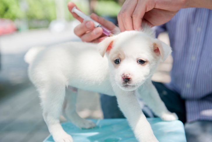 10 Diseases You Can Get From Your Pets