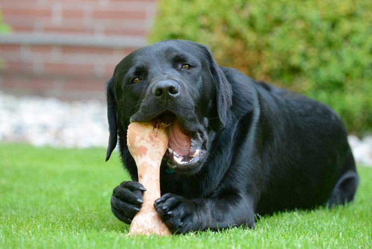 10 Foods to Never Feed Your Dog