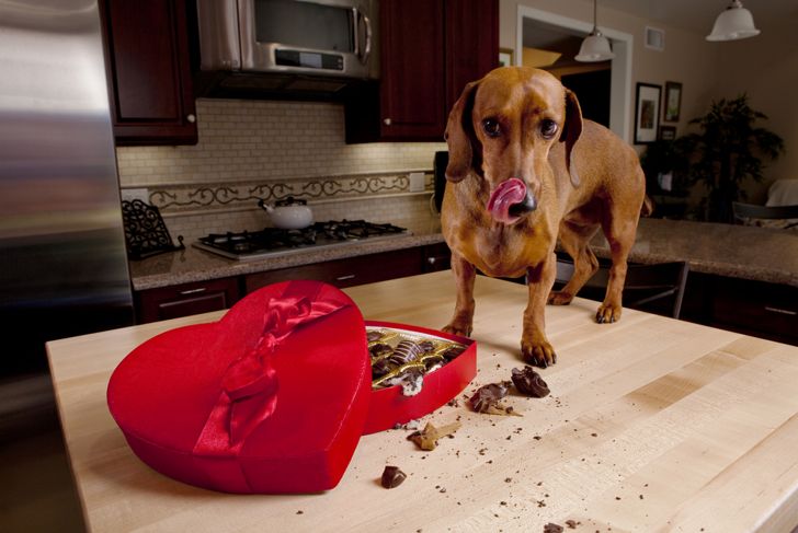 10 Foods to Never Feed Your Dog