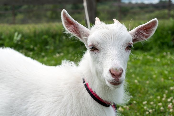 10 Health Benefits of Goat's Milk