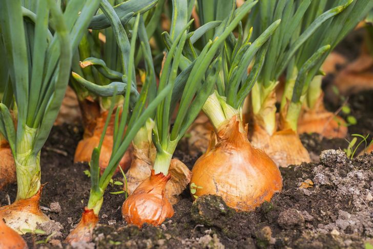 10 Health Benefits of Onions