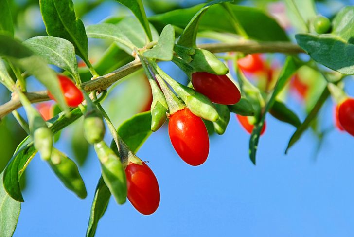 10 Health Benefits of the Goji Berry