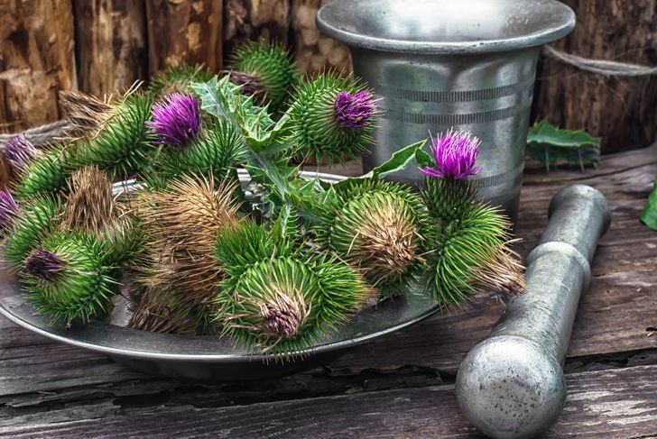 10 Health Gains from the Milk Thistle