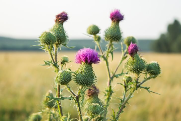 10 Health Gains from the Milk Thistle