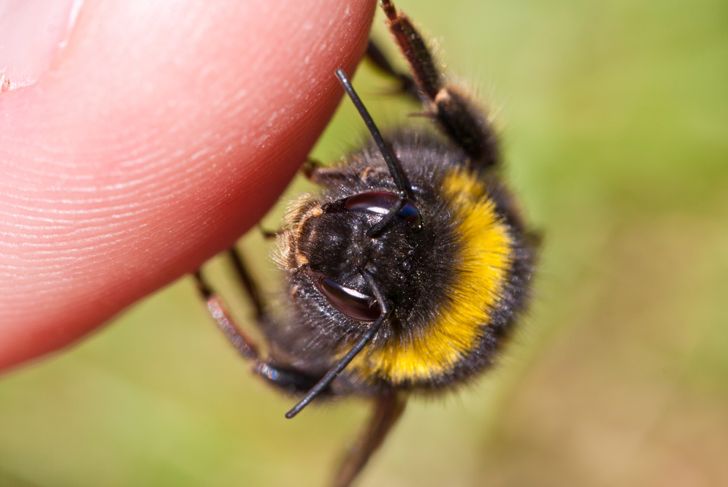 10 Home Remedies for Bee Stings