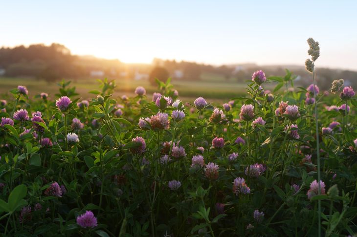 10 Incredible Benefits of Red Clover