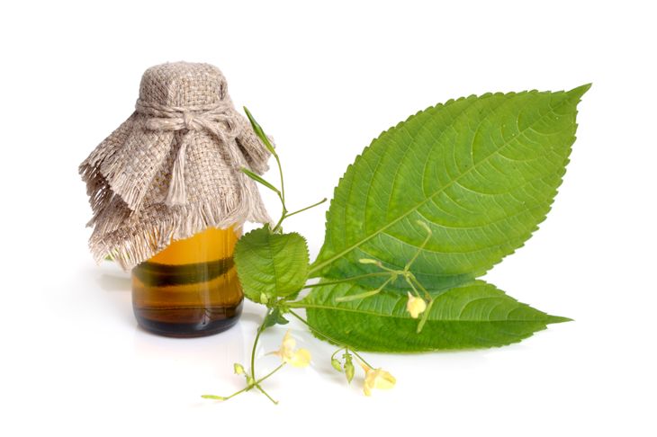10 Natural Remedies for Poison Ivy