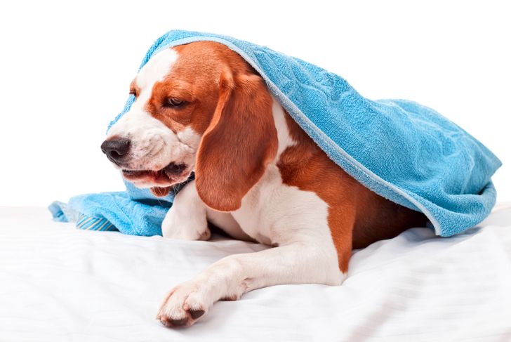 10 Symptoms and Treatments of Kennel Cough in Dogs