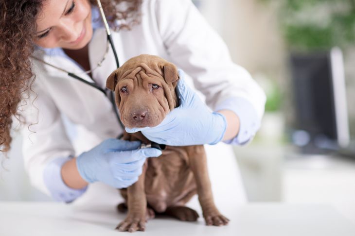 10 Symptoms and Treatments of Kennel Cough in Dogs