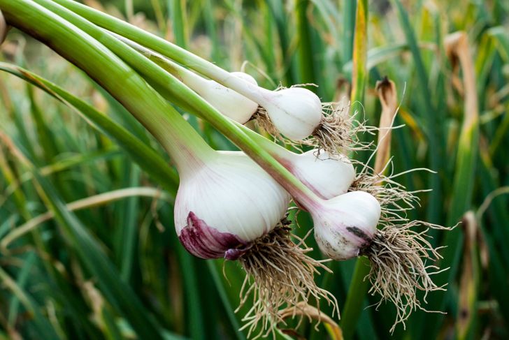 12 Health Benefits of Garlic