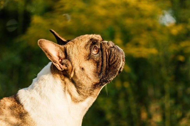 A French Bulldog is Ready to Be Your Best Friend
