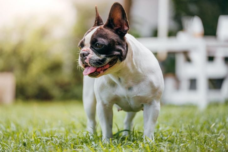 A French Bulldog is Ready to Be Your Best Friend