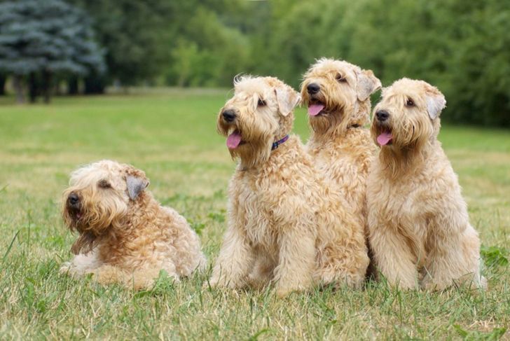 A Guide to the Wheaten Terrier