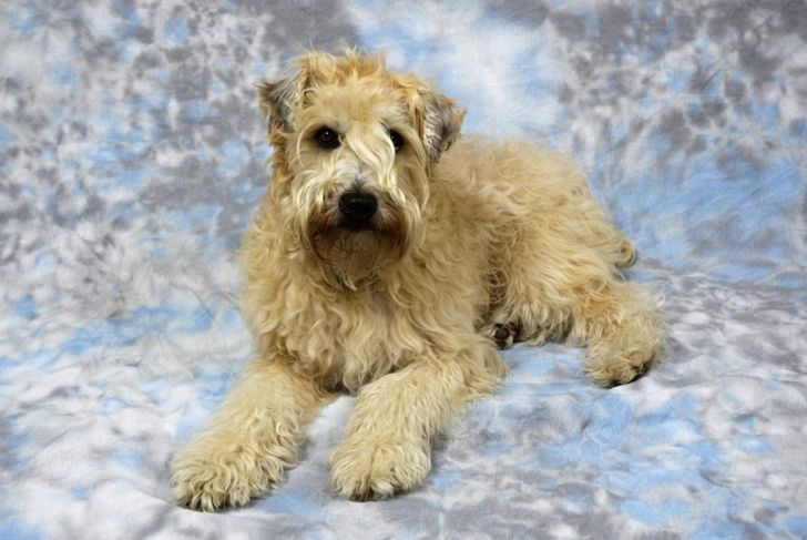 A Guide to the Wheaten Terrier