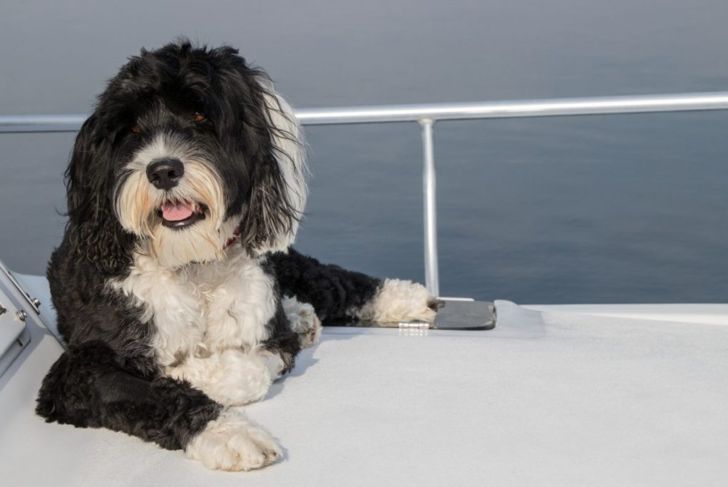 A Portuguese Water Dog Could Be Your Next Best Friend