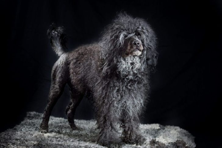 A Portuguese Water Dog Could Be Your Next Best Friend