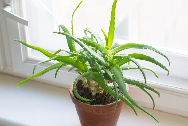 Air-Purifying Plants Aren't a Complete Myth