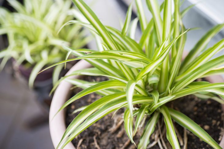 Air-Purifying Plants Aren't a Complete Myth