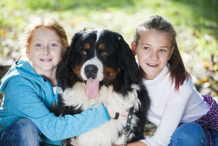 All About the Bernese Mountain Dog