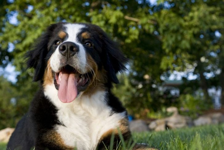 All About the Bernese Mountain Dog