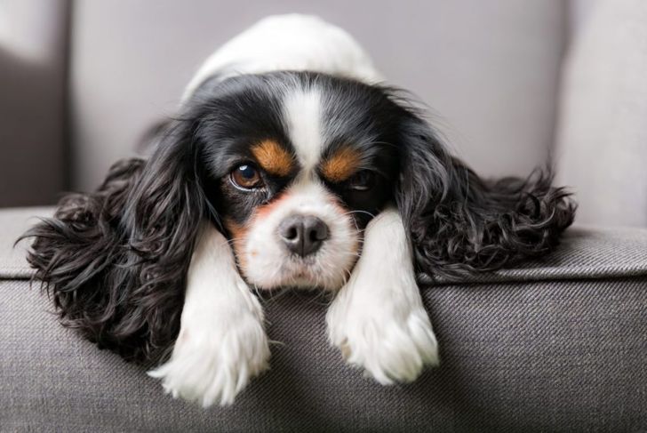 All About The King Charles Spaniel