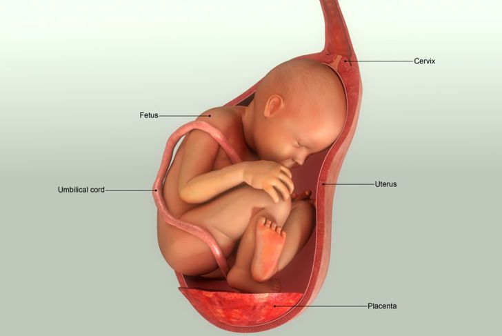 All About the Umbilical Cord
