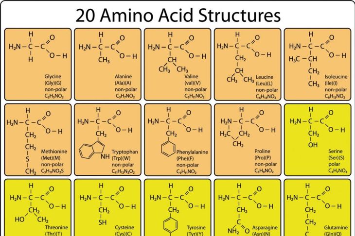Amino Acids Are Essential Protein Building Blocks