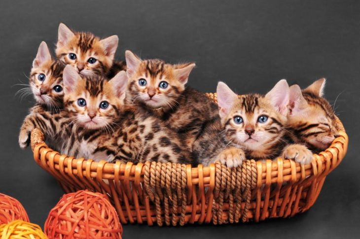 Are Bengal Cats Good Or Bad Pets?