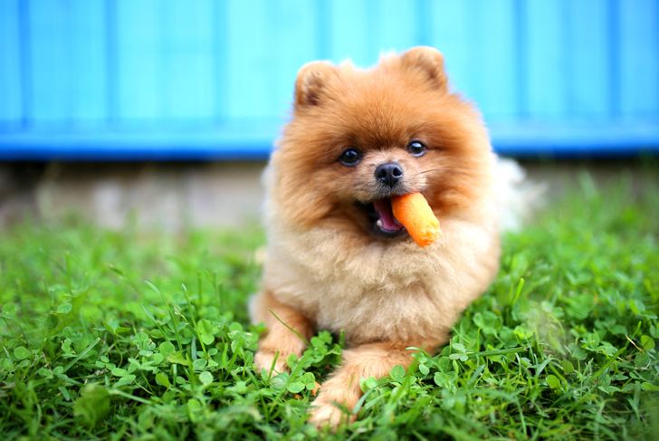 Are Carrots Good for Dogs?