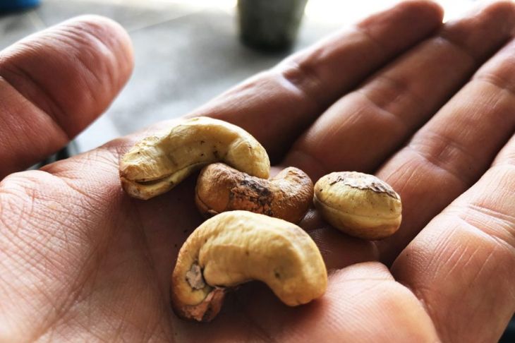 Are Cashews Safe For Dogs To Eat?