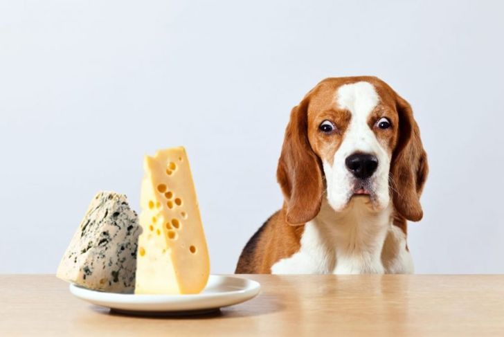 Are Dogs and Cheese a Good Combo?