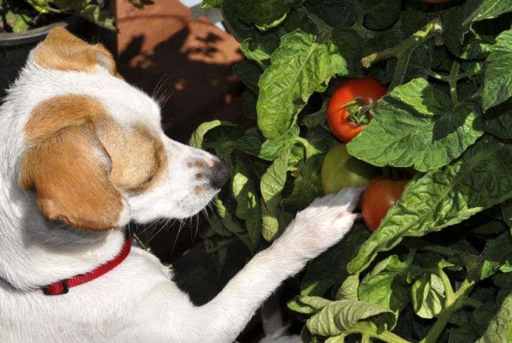 Are Tomatoes Safe for Dogs?