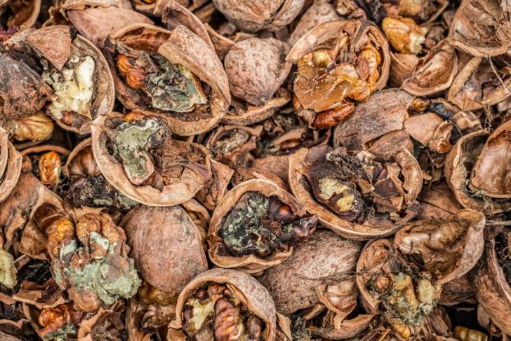 Are Walnuts Safe For Dogs?