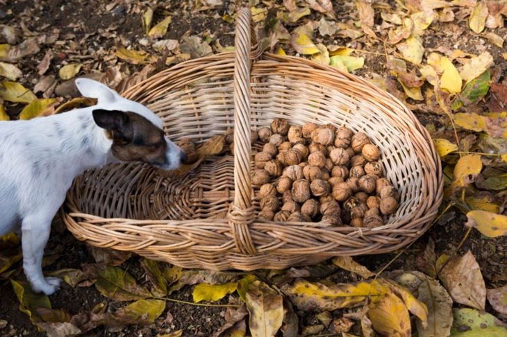 Are Walnuts Safe For Dogs?