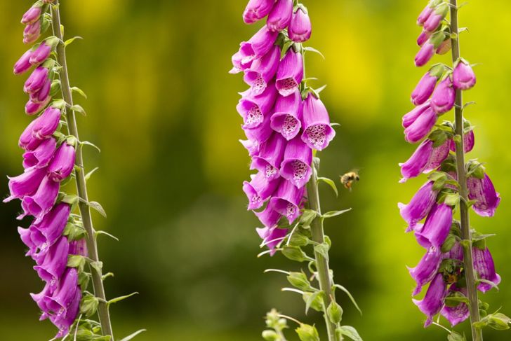 Attract Hummingbirds to Your Garden With These Flowers