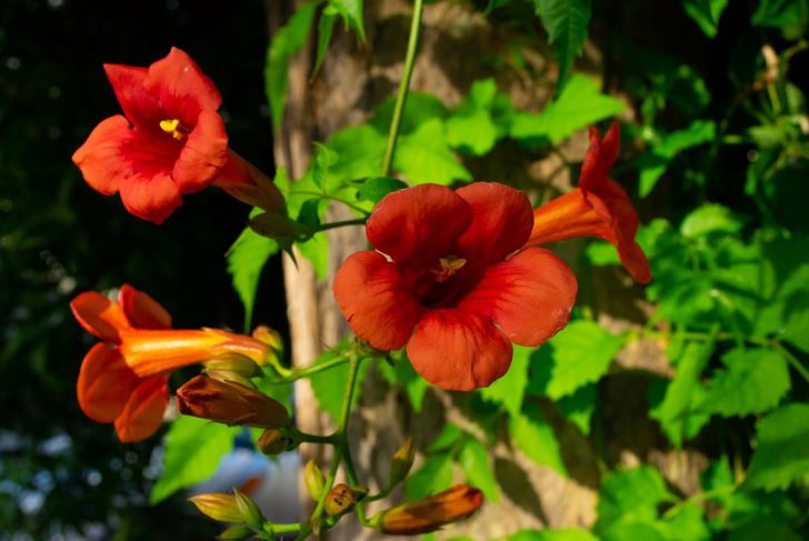 Attract Hummingbirds to Your Garden With These Flowers