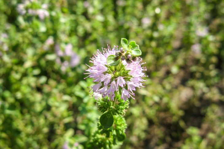 Benefits of Pennyroyal and Cautions to Consider