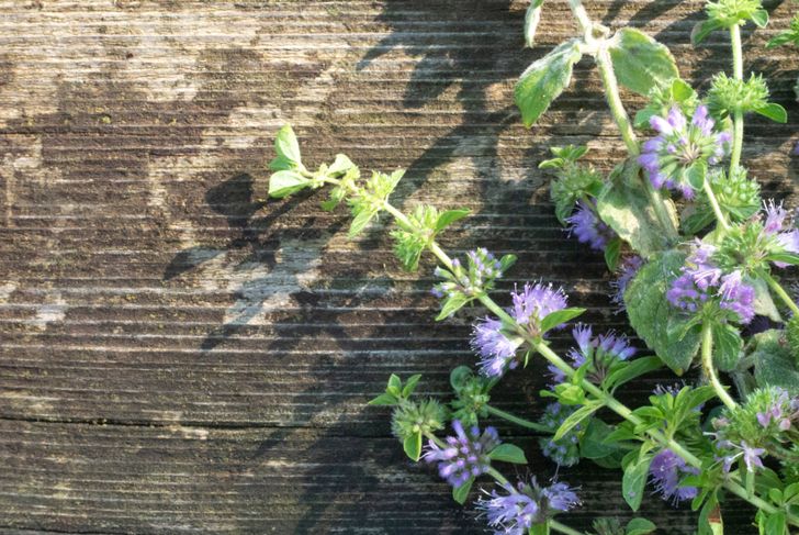 Benefits of Pennyroyal and Cautions to Consider