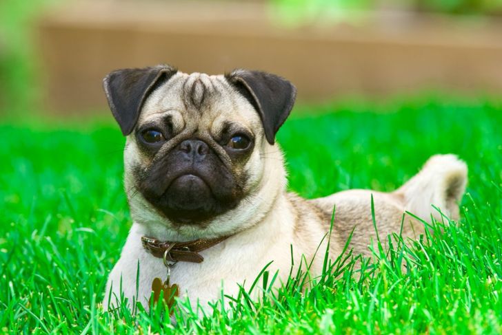 Big Personality, Small Cost: The Cheapest Dog Breeds