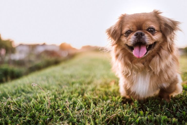 Big Personality, Small Cost: The Cheapest Dog Breeds
