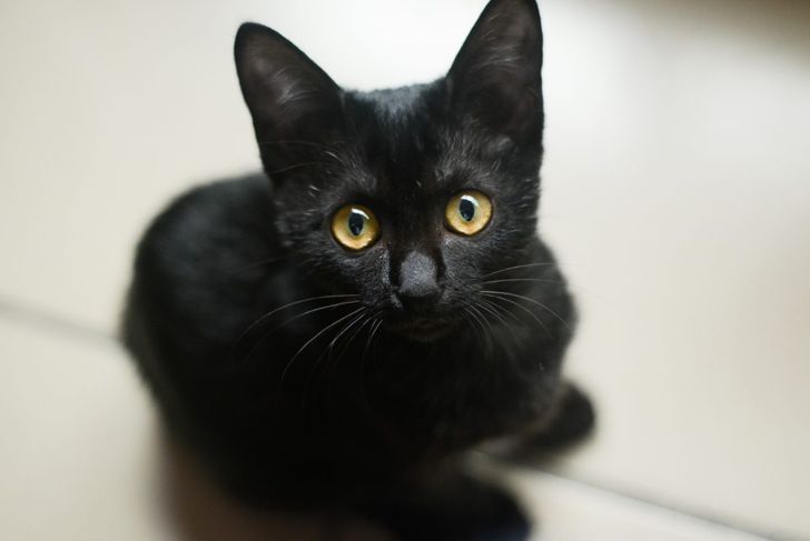 Black Cat Names That Are So Good, It's Spooky