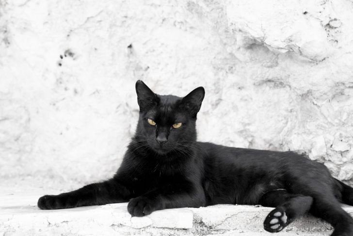 Black Cat Names That Are So Good, It's Spooky
