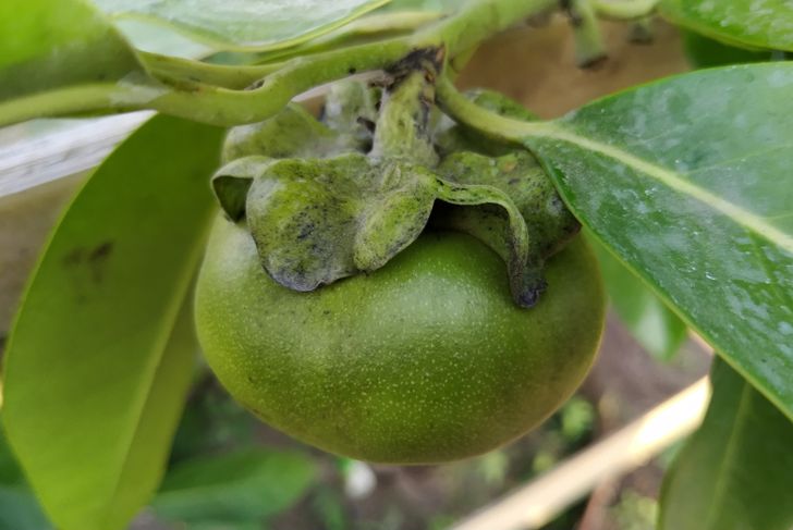Black Sapote Is a Unique Fruit With Many Health Benefits