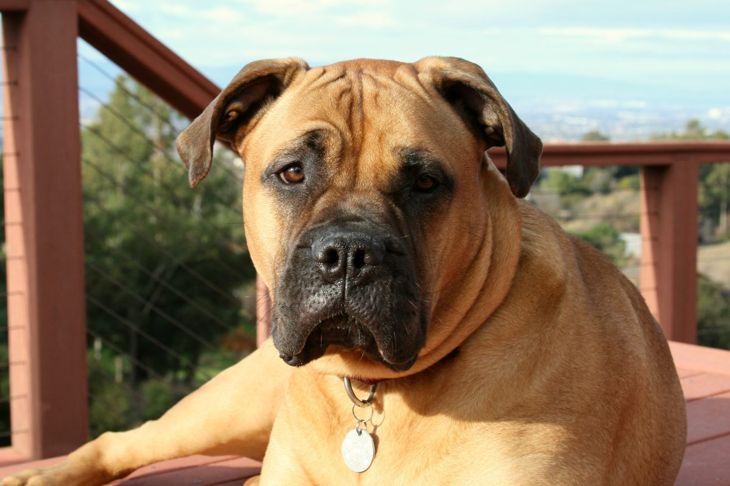 Bullmastiffs: Interesting Facts About This Majestic Canine