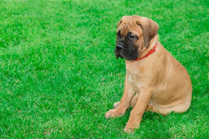 Bullmastiffs: Interesting Facts About This Majestic Canine