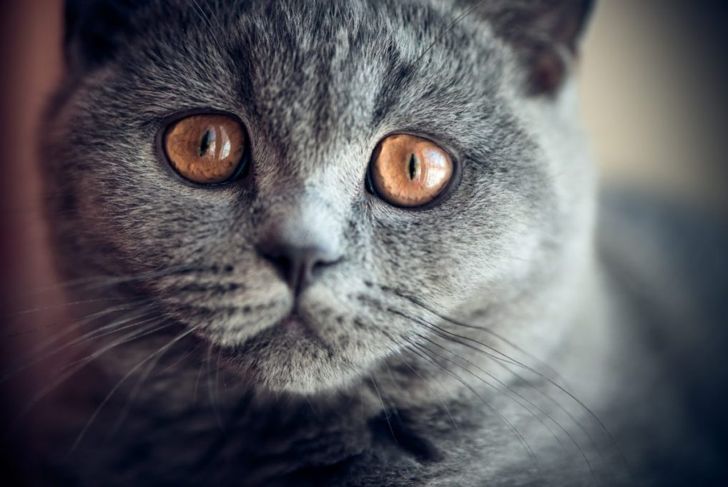 Can Cats Be Born With Down Syndrome?