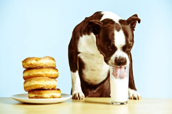 Can Dogs Drink Milk?