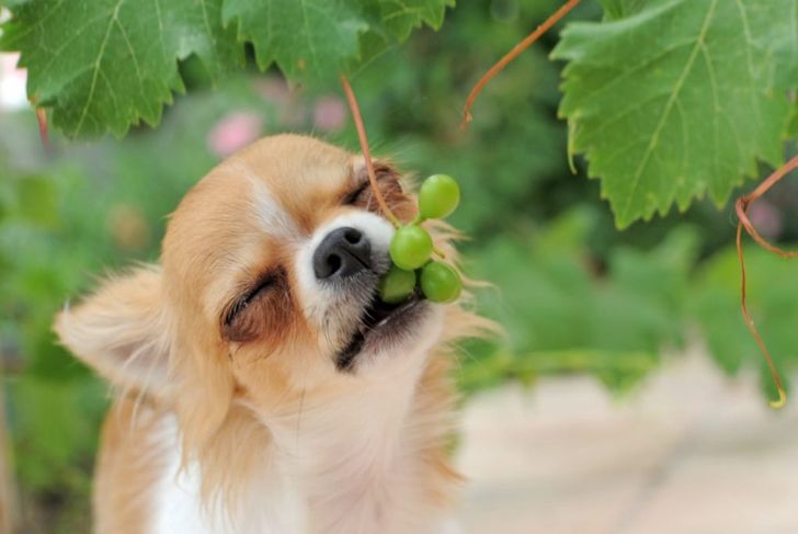 Can Dogs Eat Grapes?