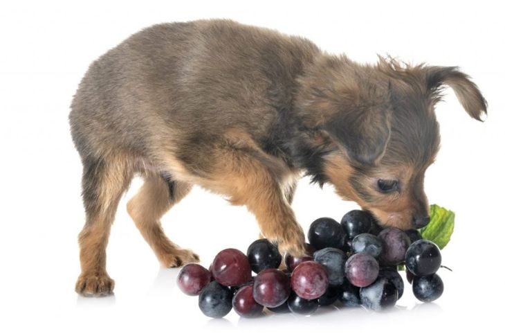 Can Dogs Eat Grapes?