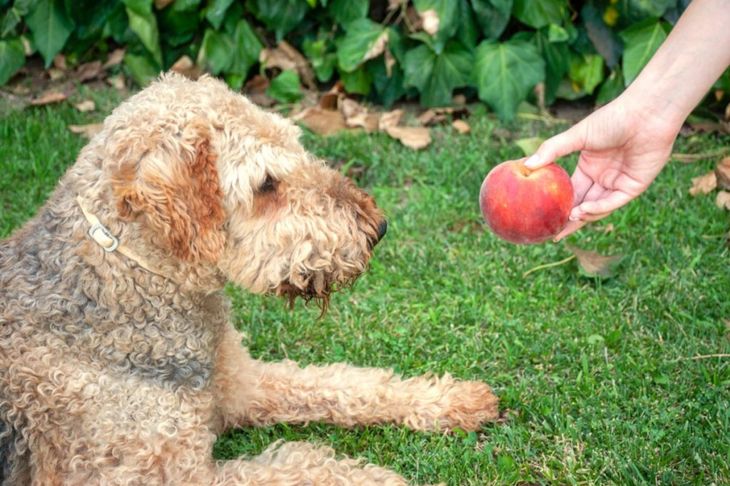 Can Dogs Eat Peaches?